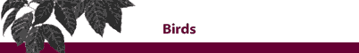 Wolf Run Studio - Birds