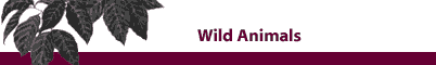 Wolf Run Studio - Wild Animals