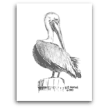 Brown Pelican pencil drawing