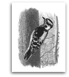 Downy Woodpecker pencil drawing