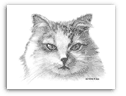 Persian Cat pencil drawing