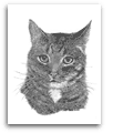 Tabby Cat pencil drawing