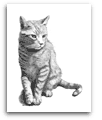 Tabby Cat pencil drawing