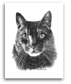 Tabby Cat pencil drawing